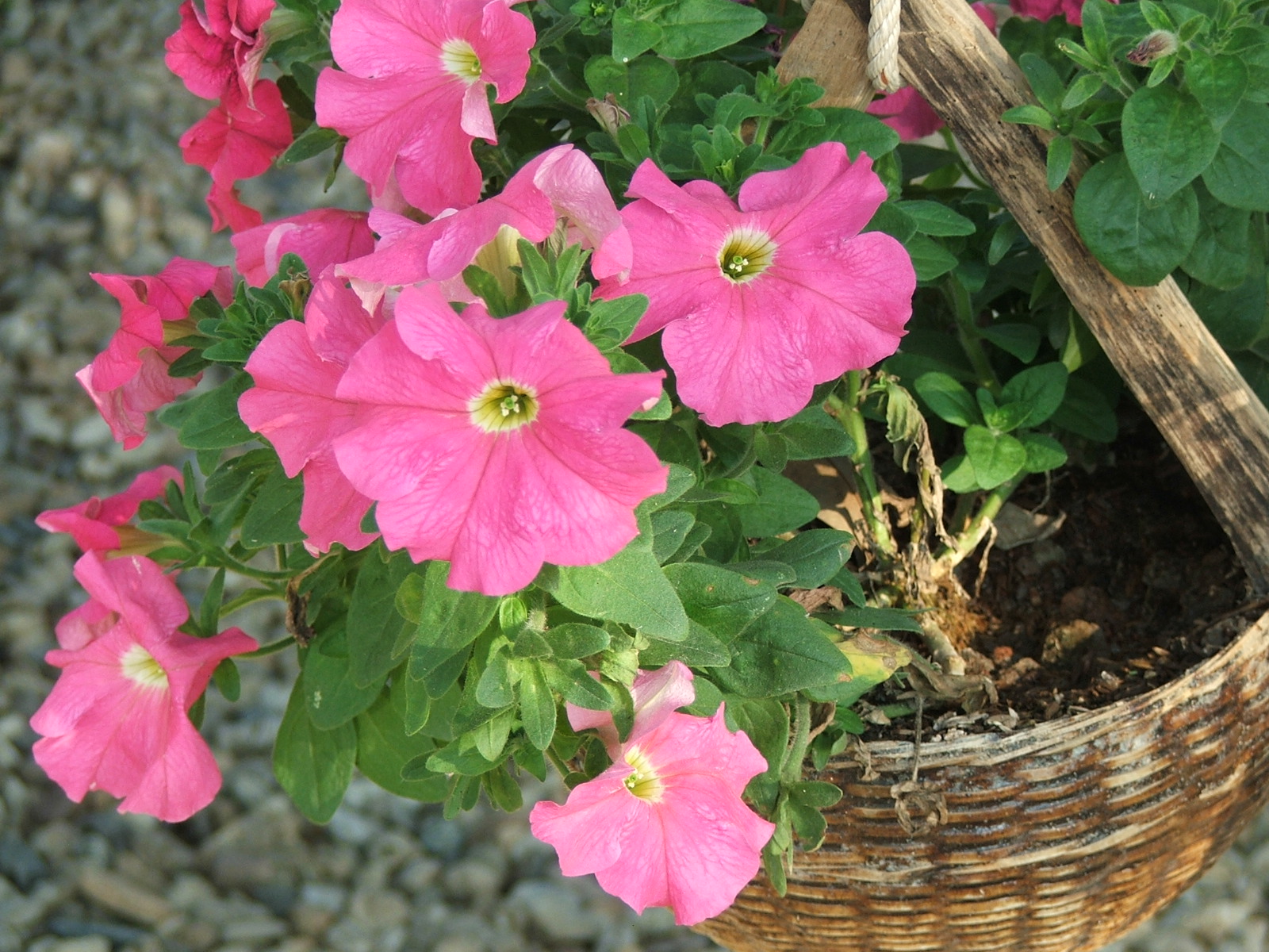 Attachment DSCF7448.JPG